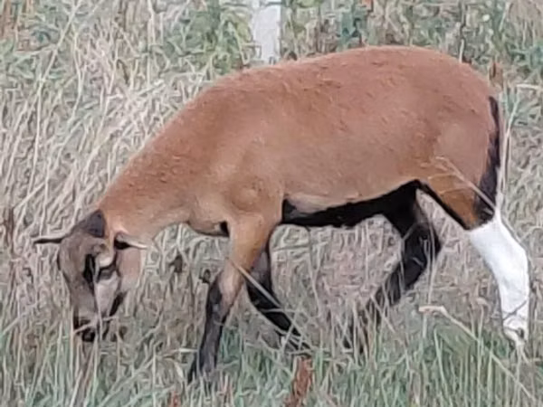 Schaf, Cameroon sheep