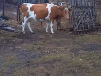 Сиыр, Simmental cattle — 4-сурет