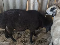 كبش, الأغنام — الصورة 2