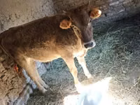 गाय, Swiss cattle — फ़ोटो 1