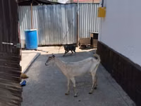 母山羊, Goats — 照片 2