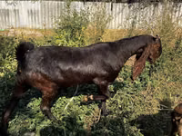 عنزة, Kamori goats — الصورة 2
