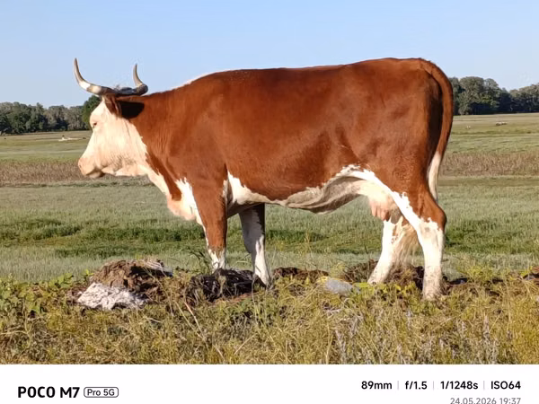 गाय, Latvian Blue cattle — कज़ाखस्तान