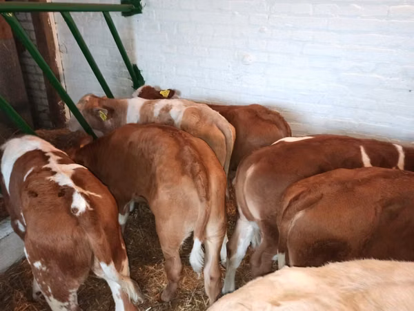 Toro, Simmental cattle