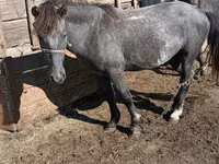 Aygʻir, Kazakh horse — 1-rasm