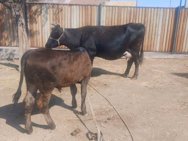 गाय, Latvian Blue cattle — कज़ाखस्तान