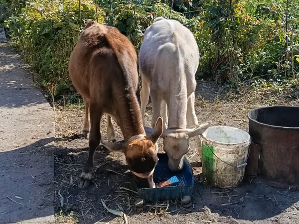 गाय, अलाताऊ नस्ल — कज़ाखस्तान