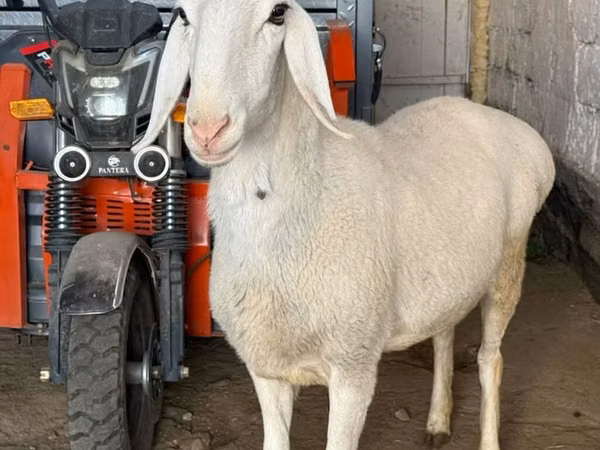 Sheep, Sheep