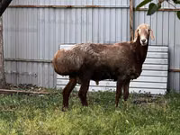 Qoʻchqor, Rhon sheep — 5-rasm