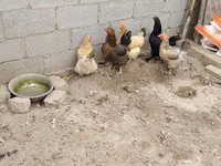 Chickens — Foto 2