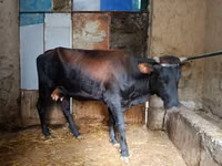 Sigir, Qoramol — 4-rasm