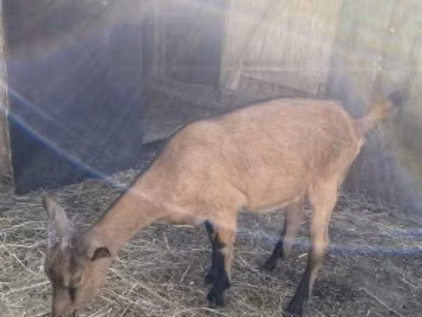 Ziege, Alpine goat