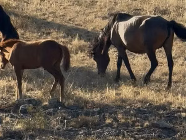 Pferde (Partie, Geschlecht nicht angegeben), Kazakh horse