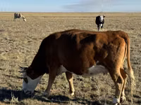 Cow, Simmental cattle — photo 5