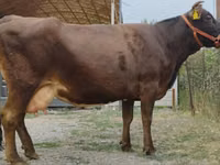 Kuh, Simmental cattle — Foto 5