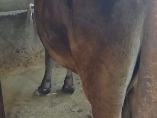 母牛, Cattle — 吉尔吉斯斯坦