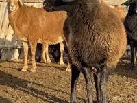 Schaf, Edilbay sheep — Foto 1