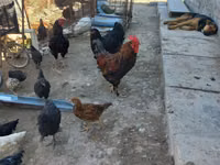 Chickens — foto 6