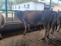 गाय, Swiss cattle — फ़ोटो 7