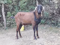 تيس, Nubian Goat — الصورة 3