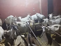 母山羊, Goats — 照片 2