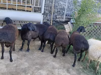 Schaf, Schafe — Foto 4