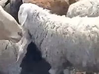 كبش, الأغنام — الصورة 2