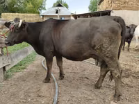 Cow, Alatau breed — photo 4