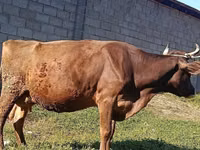母牛, Swiss cattle — 照片 2