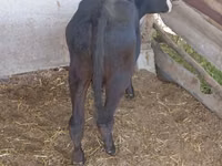 Kuh, Russian Black pied cattle — Foto 4