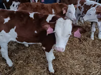 Rinder (Partie, Geschlecht nicht angegeben), Simmental cattle — Foto 7