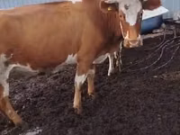 Vaca, Simmental cattle — foto 8