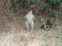 Chickens — Foto 4