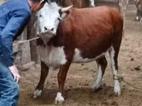 Vaca, Hereford — foto 3