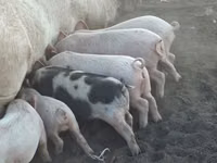 Schweine (Partie, Geschlecht nicht angegeben), Schweine — Foto 5