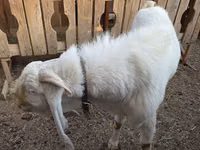 Ziegenbock, Gulabi goats — Foto 4
