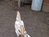 Chickens — Foto 2