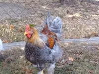 Brahma — foto 2