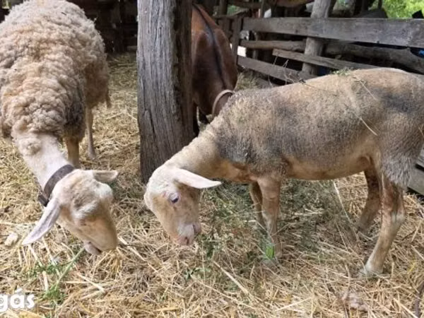 Қой, Lacaune sheep