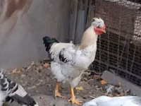 Chickens — Foto 3