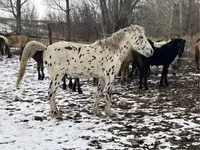 Caballo, Mugalzhar horse — foto 2