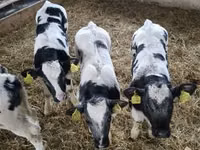 أبقار (دفعة، الجنس غير محدد), Simmental cattle — الصورة 1