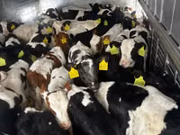 公牛, Russian Black pied cattle — 照片 4