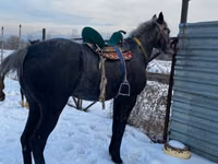 Hengst, Kazakh horse — Foto 3