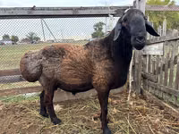 كبش, Hissar sheep — الصورة 4