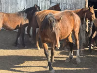 Stute, Kyrgyz Horse — Foto 3