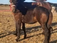 Hengst, Percheron — Foto 5