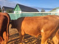 公牛, Cattle — 照片 2