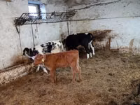 Vaca, Ganado vacuno — foto 1