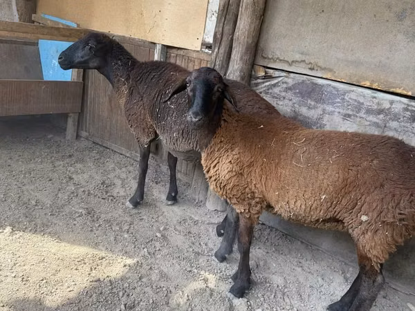 Schaf, Karakul sheep